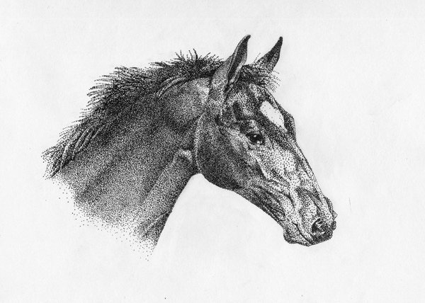 Рисунки лошадей ручкой