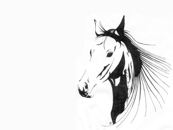 Очень красивые рисунки лошадей