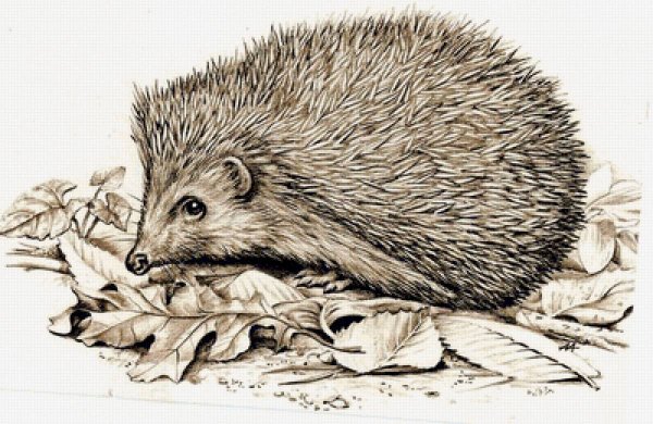 Ежик карандашом