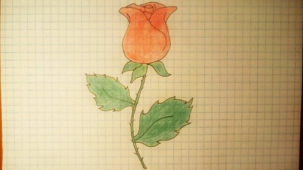 Роза в тетради ручкой