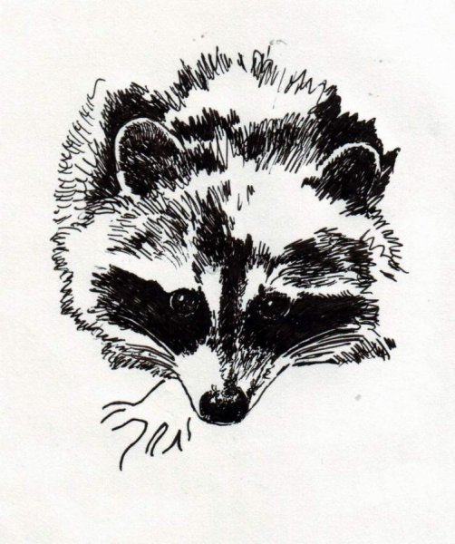 Енот рисунок Графика