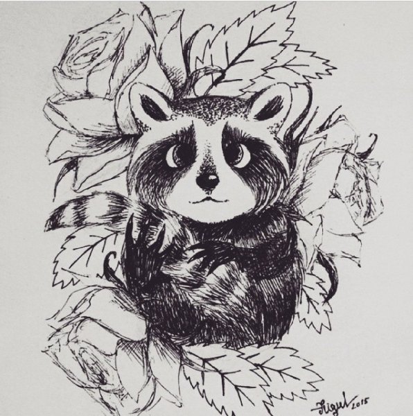 Енот рисунок