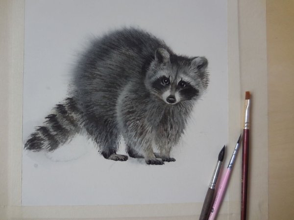 Енот карандашом