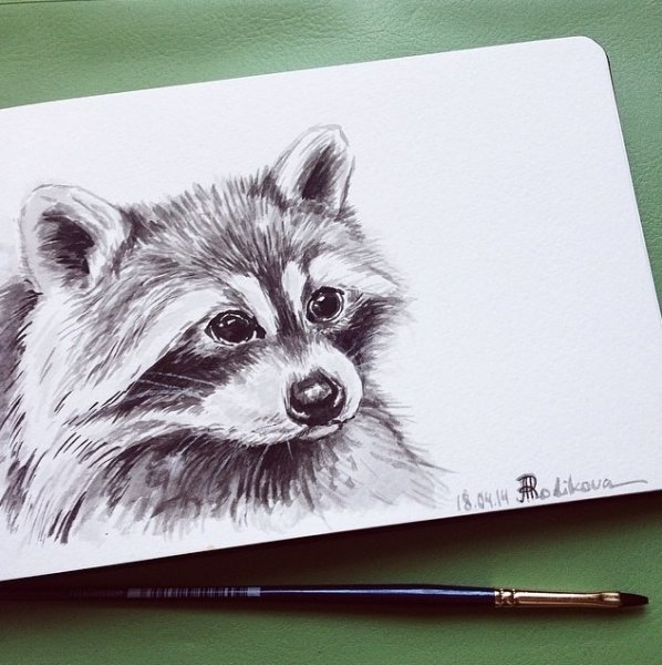 Енот карандашом для срисовки