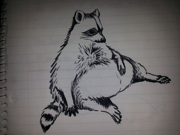 Енот набросок