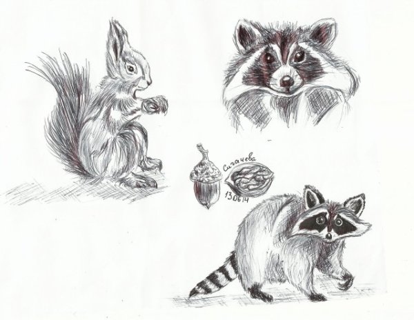 Наброски енота карандашом