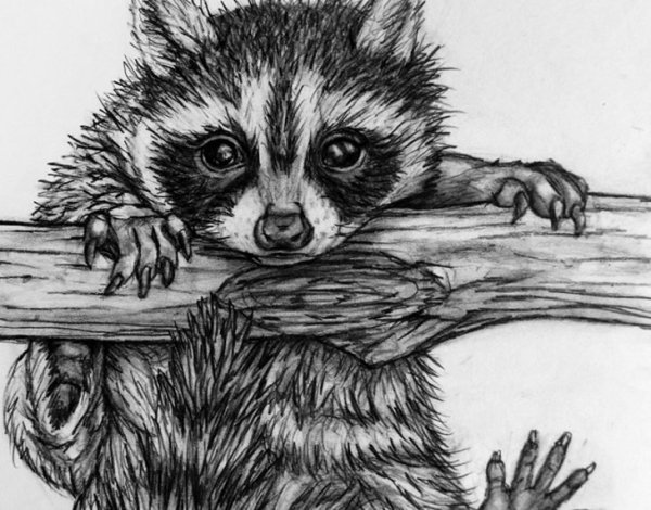 Енот рисунок для срисовки