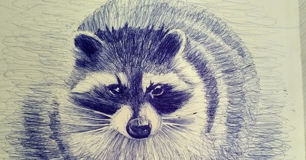 Енот фломастерами