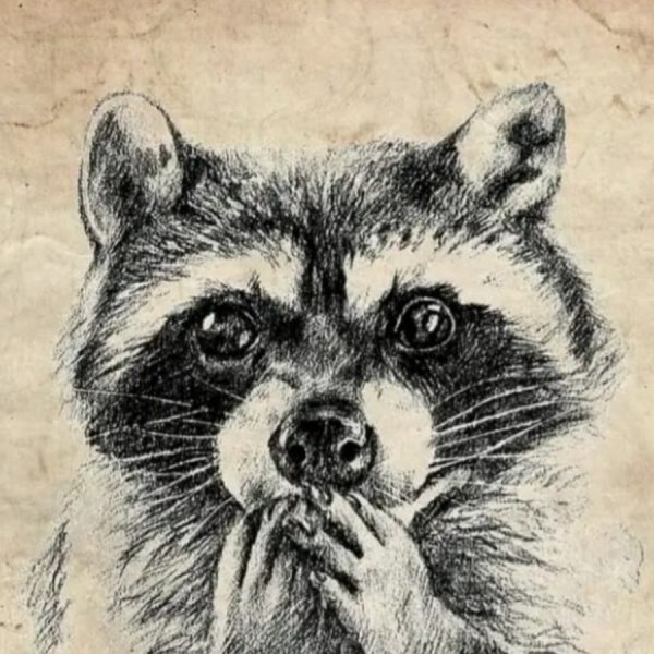 Эскизы енотов