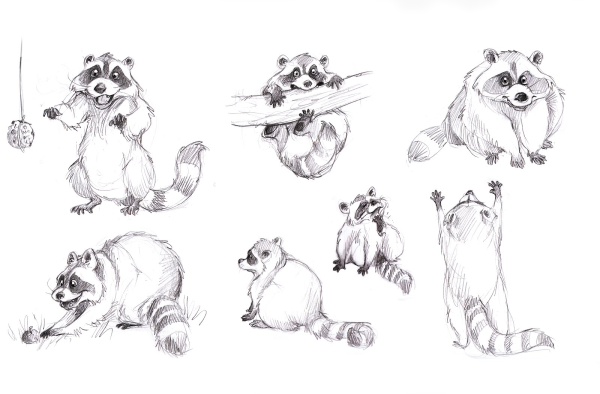 Енот скетч