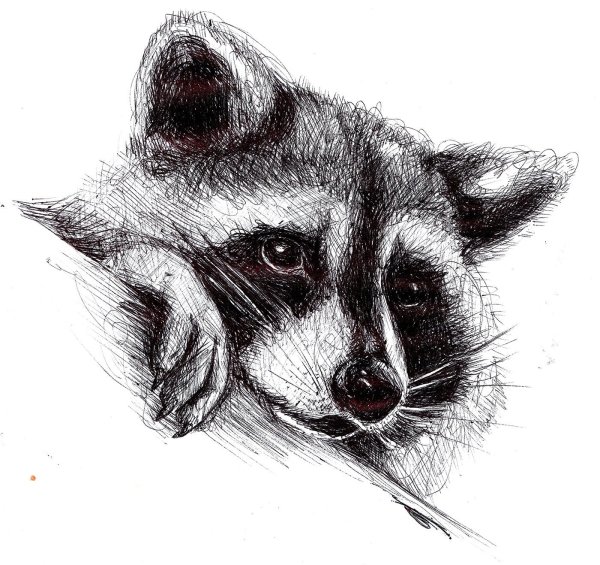 Енотик рисунок карандашом
