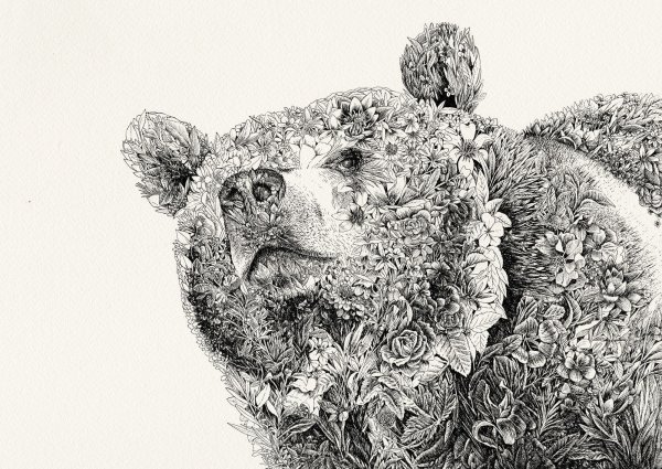 Медведь Графика