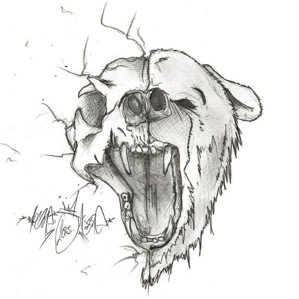 Оскал медведя рисунок