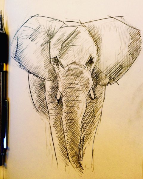 Нарисовать слона ручкой