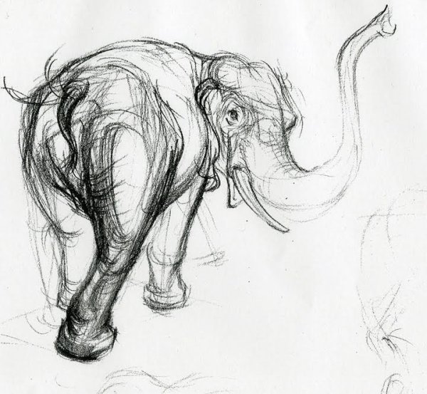 Животные Наброски