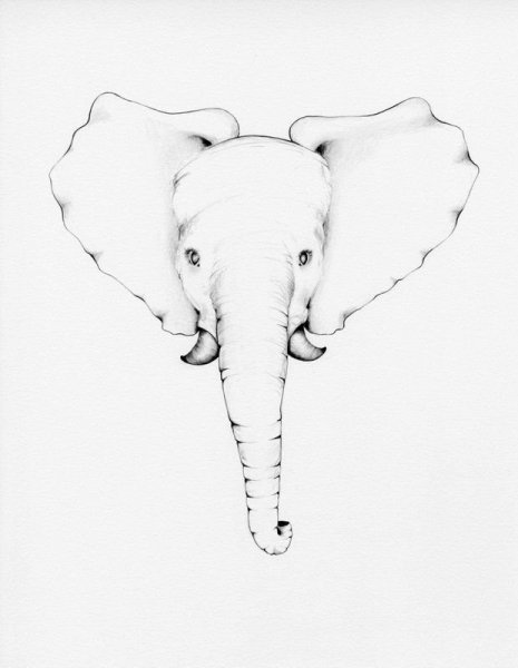 Голова слона рисунок