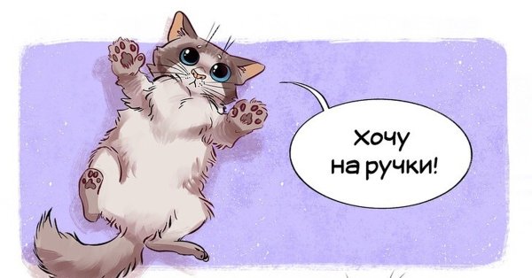 Котик хочу на ручки