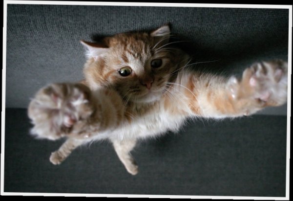 Кот на ручках