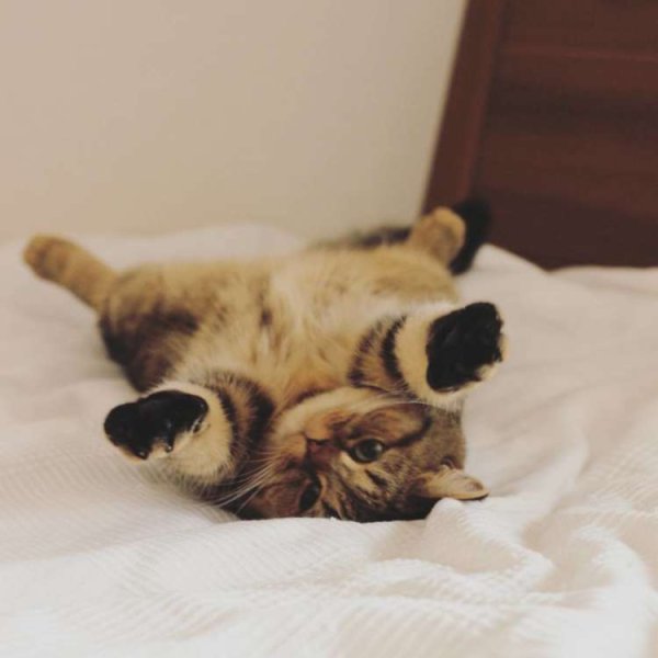 Иди обниму кот