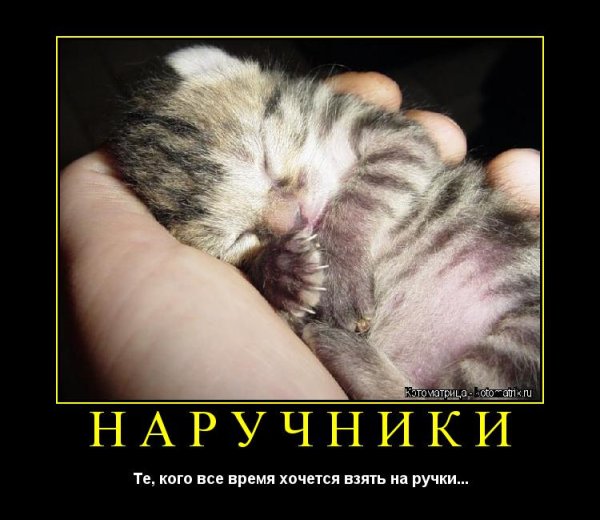 Котенок на ручках