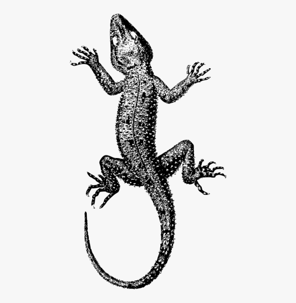 Зарисовки ящериц