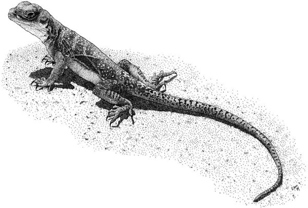 Ящерица черно белая картинка