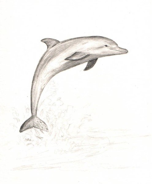 Дельфин рисунок карандашом