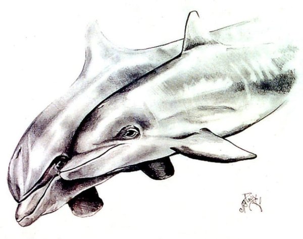 Дельфин набросок