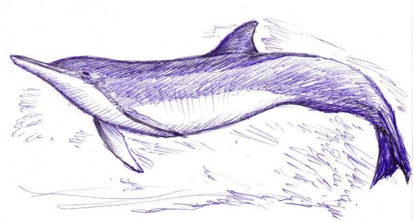 Дельфин карандашом для срисовки