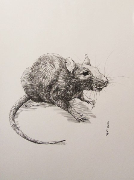 Крыса рисунок карандашом