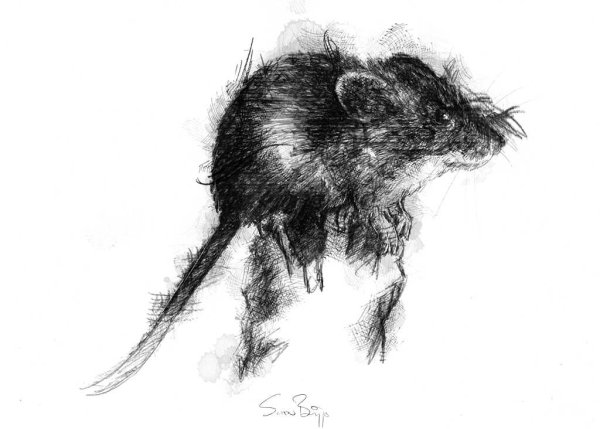 Крыса рисунок карандашом