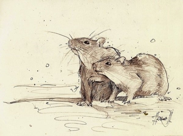 Крыса набросок
