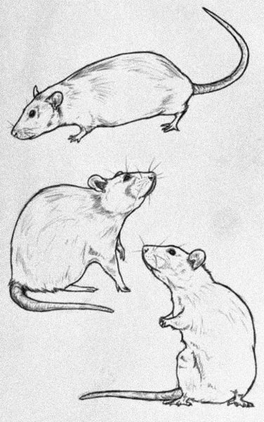 Нарисовать крысу