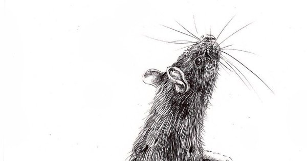 Крыса Графика