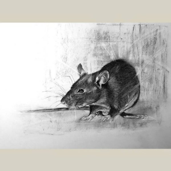 Крыса арт карандашом