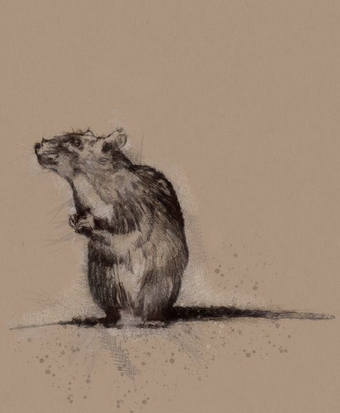 Крыса тушью