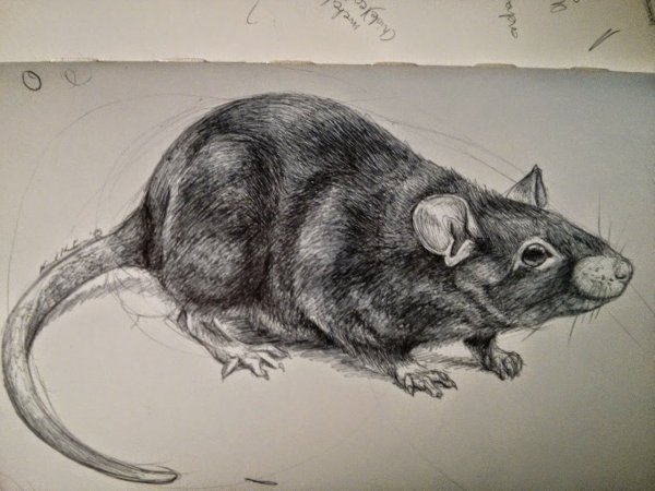 Крыса карандашом