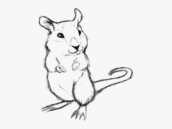 Хомяк рисунок карандашом