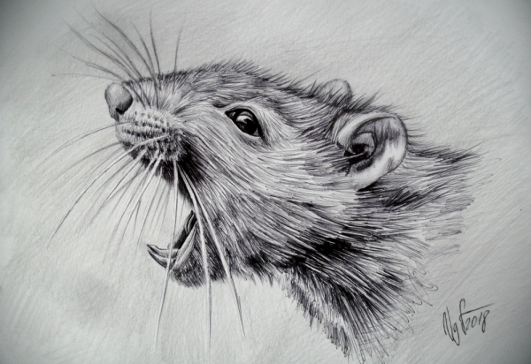 Морда крысы карандашом