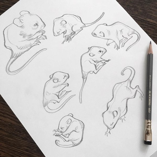 Скетчбук с мышь