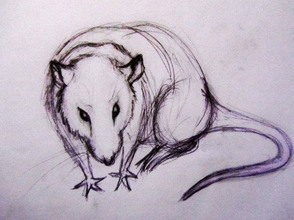 Крыса карандашом