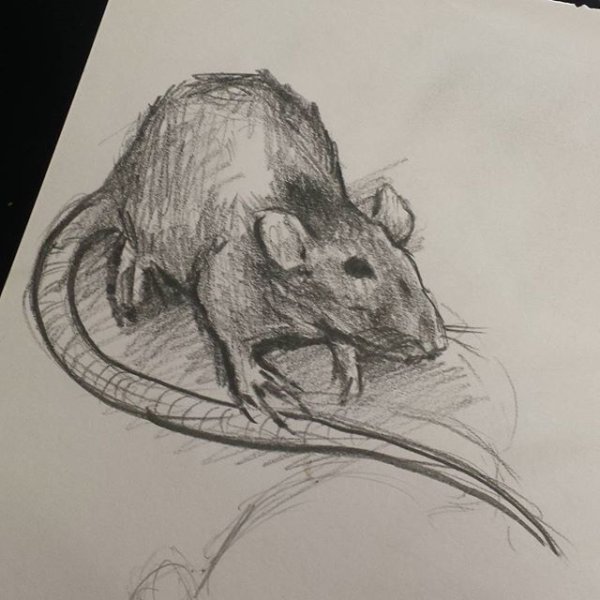 Крыса карандашом