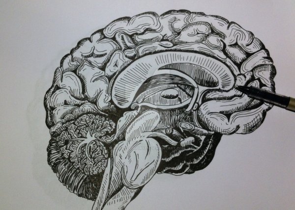 Мозг карандашом