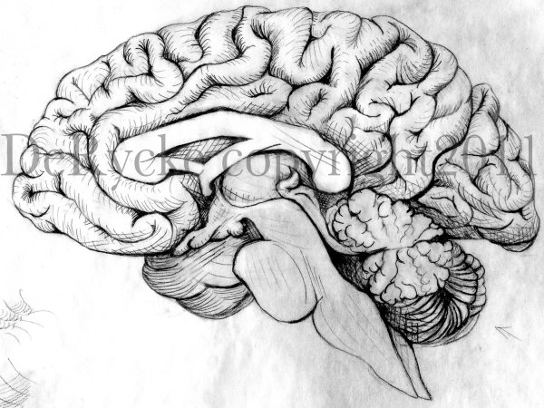 Рисунок мозга для срисовки