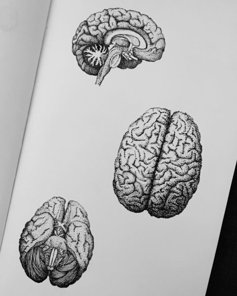Мозг зарисовка