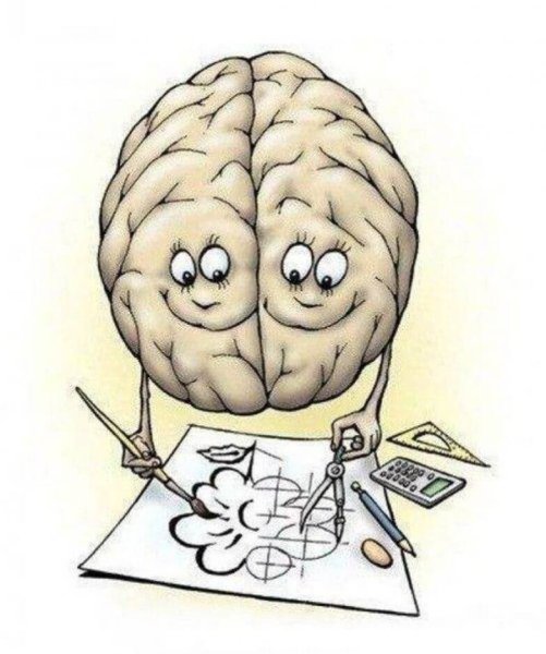 Полушария мозга