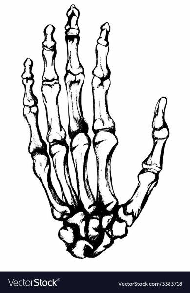 Кисть руки скелет
