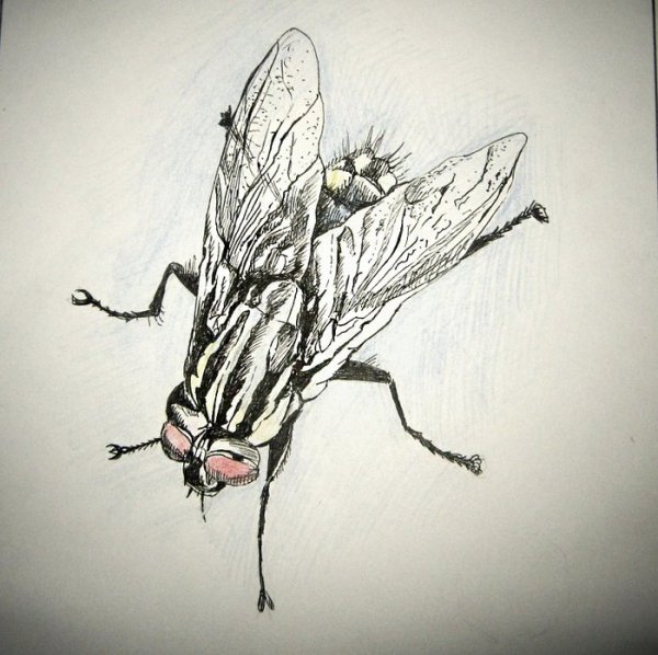 Муха ручкой