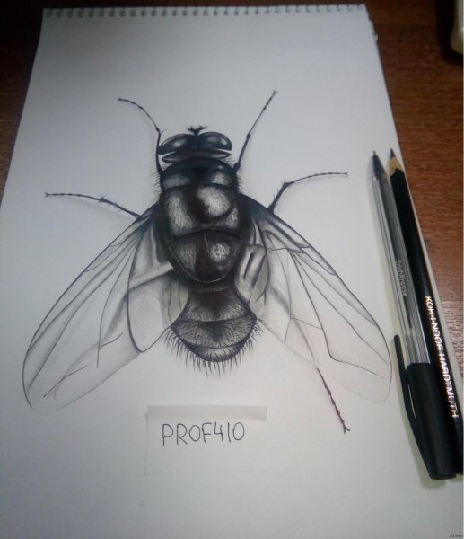 Муха карандашом
