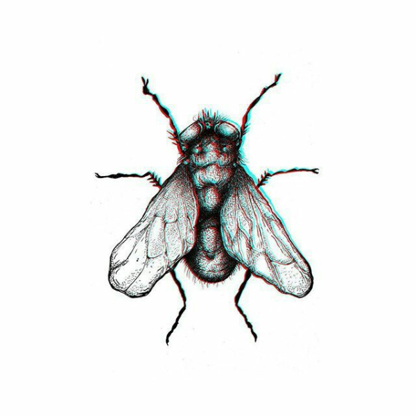 Пчела гравюра